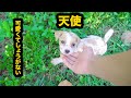 信じれないくらいかわいい野良犬の子犬に出会いました・見た瞬間、すぐ寄ってくる・これは運命だ!