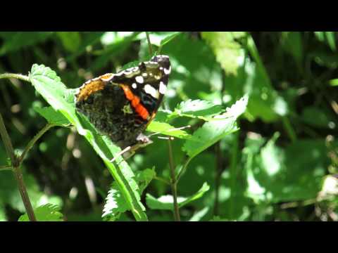 Video: Cookies „Motýle“