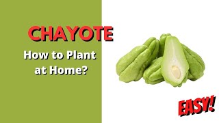 How to Plant Chayote (Sayote) | Easy Tutorial by KSU Channel 106 views 4 months ago 1 minute, 58 seconds