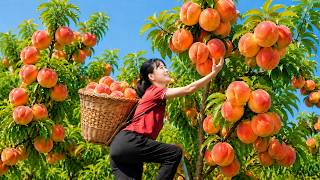 Harvesting Rare Giant Peaches In The Village & Go To Market Sell | Fresh Fruits Sold Out In Minutes