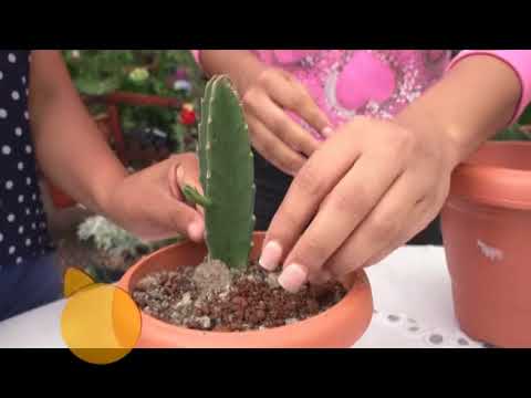 alma personal Ciudadano Cómo sembrar un cactus - YouTube