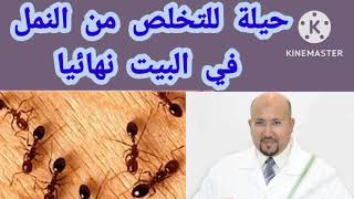 حيلة للتخلص من النمل في البيت نهائيا من عند الدكتور عماد ميزاب.