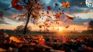 Fallen Leaves - Looping music - Focus - Reading - Relaxation