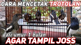 CARA MENCETAK KACER TROTOLAN dari umur 1 bulan agar tampil Joss