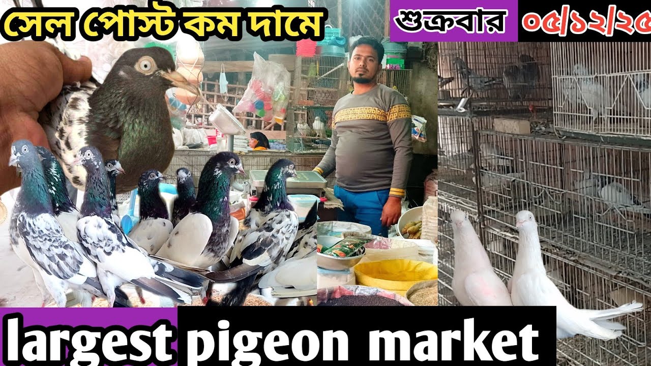 বড়ো বাজার কবুতরের দোকান || Big Bazar pigeon market in khulna largest pigeon market কবুতরের হাট বাজার