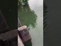 The bass almost crushed my lure!#fishing