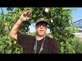 Training my kajari melons to grow up and over my arched trellises