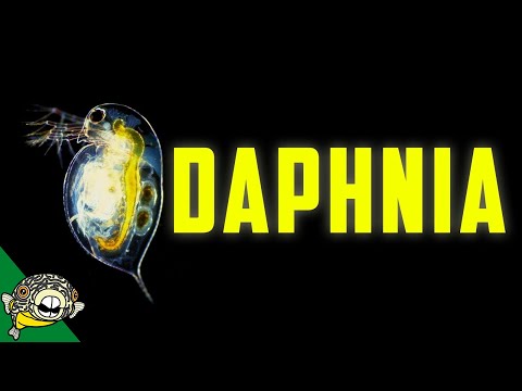 Video: Is daphnia 'n herbivoor?