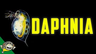 Daphnia Culturing - Live Fish Food Magna / Pulex Breeding Daphnia, Daphnia Magna Culture,