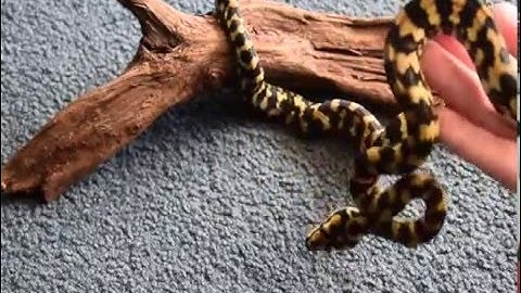 2015 Cheynei Hatchling Update