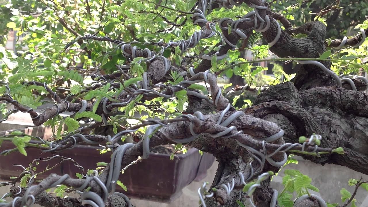  Bonsai  Asem  jawa  076 Black YouTube