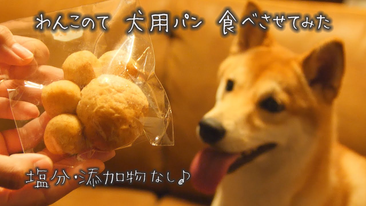 愛犬用パン わんこのてのパンを食べさせてみた Youtube