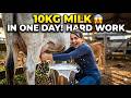 10KG Fresh Milk in One Day! 🥛 Cow Milking by Hand | Farm Life Vlog | Hard Work Pays Off