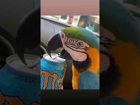 الببغاء الملون حبيب الكل