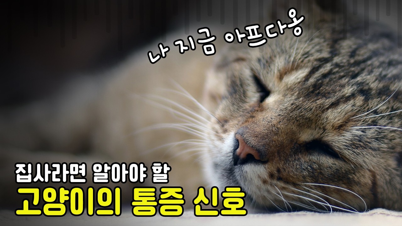 우리 고양이 지금 아플까? '고양이 표정 척도(FGS)' 로 통증 자가진단법