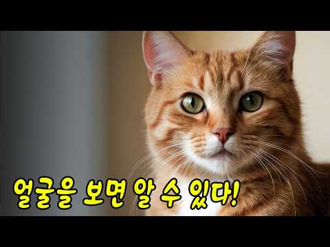 아파도 소리 내지 않는 고양이의 '통증의 신호' 알아채는 법
