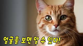 아파도 소리 내지 않는 고양이의 '통증의 신호' 알아채는 법
