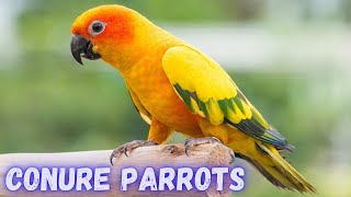Conure Parrots | All About Conure Parrots: Behavior, Diet, and Habitat Needs | Birds | @PetsGrove