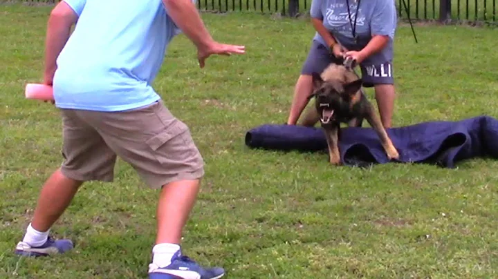 Developing Protection Dogs  in two ways! You gatta see this!
