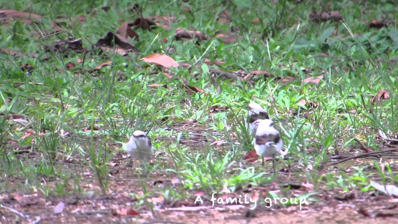 Masked Water-Tyrant at REGUA, Brazil 