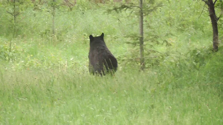 Bear vs Skunk