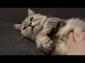 飼い主におへそを探される猫
