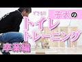 【子犬 トイレのしつけ】トイレトレーニング卒業編 チワワの子犬とやってみた！