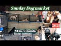 Tollinton market lahore || dog market in Lahore 2021 || Urdu\ Hindi ,pet market