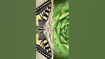 💥🎈 Exploding Balloon Pattern: Mesmerizing Creations in Motion 🌀🌈 #ascensiontalks