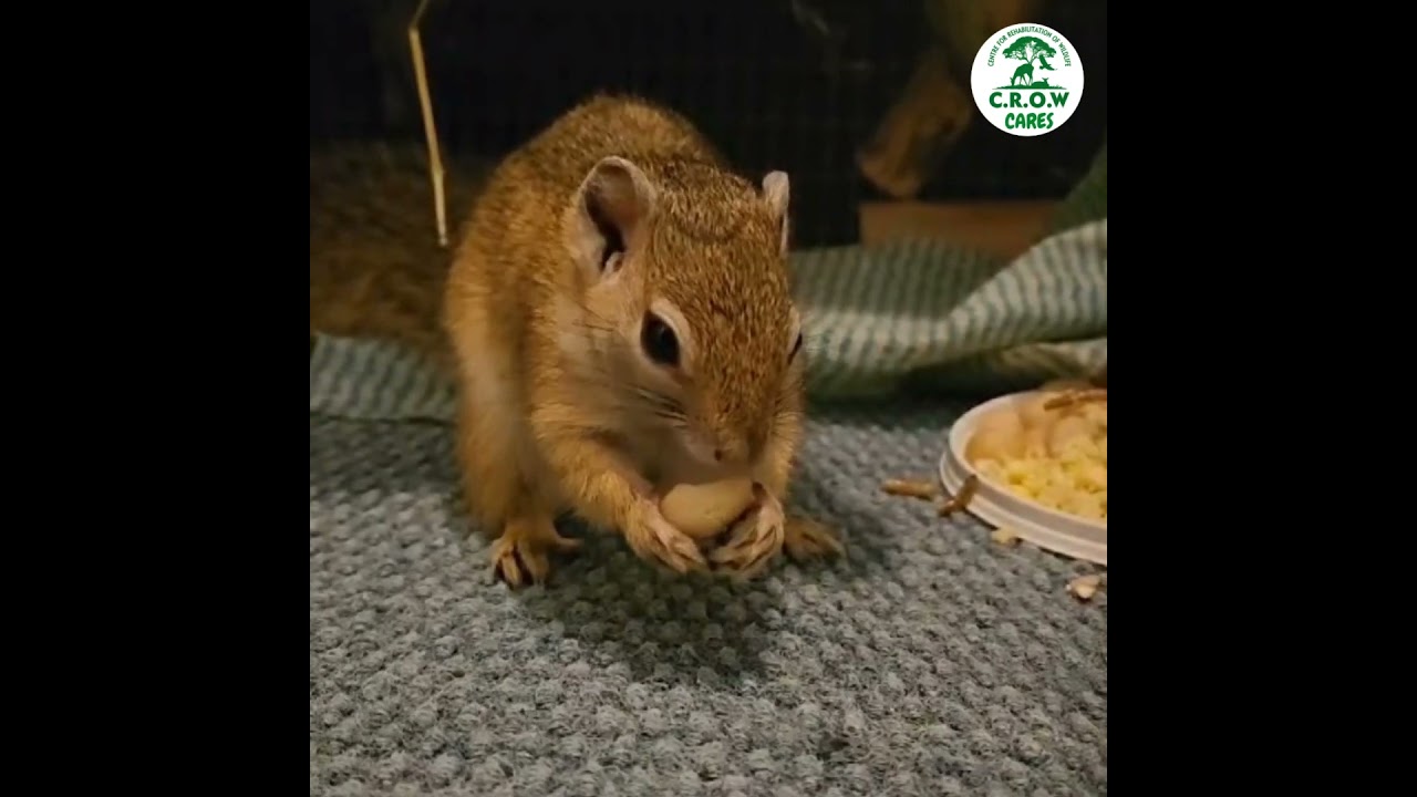 🌟 Exciting update on our tree squirrel, SK! 🌟