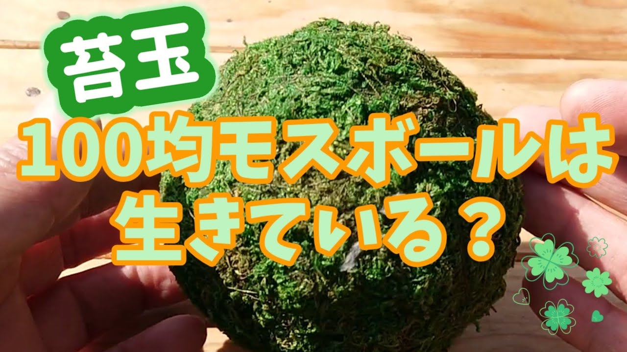 100均モスボール 苔玉 は生きている Youtube