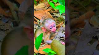good job! Amanda teaching new baby Alfie learning to walk moment #monkey#shorts