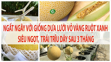 Ngất Ngây Với Giống Dưa Lưới Vỏ Vàng Ruột Xanh Siêu Ngọt, Sai Trĩu Dây - 0975 14 52 52