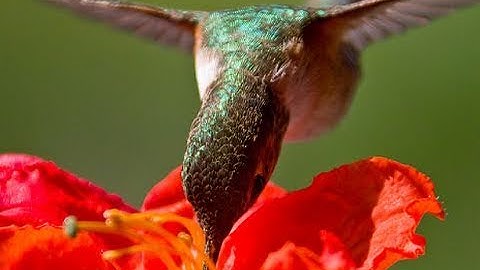 Hand feeding hummingbirds - Raw Video