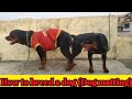 How to breed Rottweiler #Studdog #Dogcrossing #Dogmating ll Patna dog kennel ll