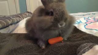 #Bunny #carrot Coco loves carrots