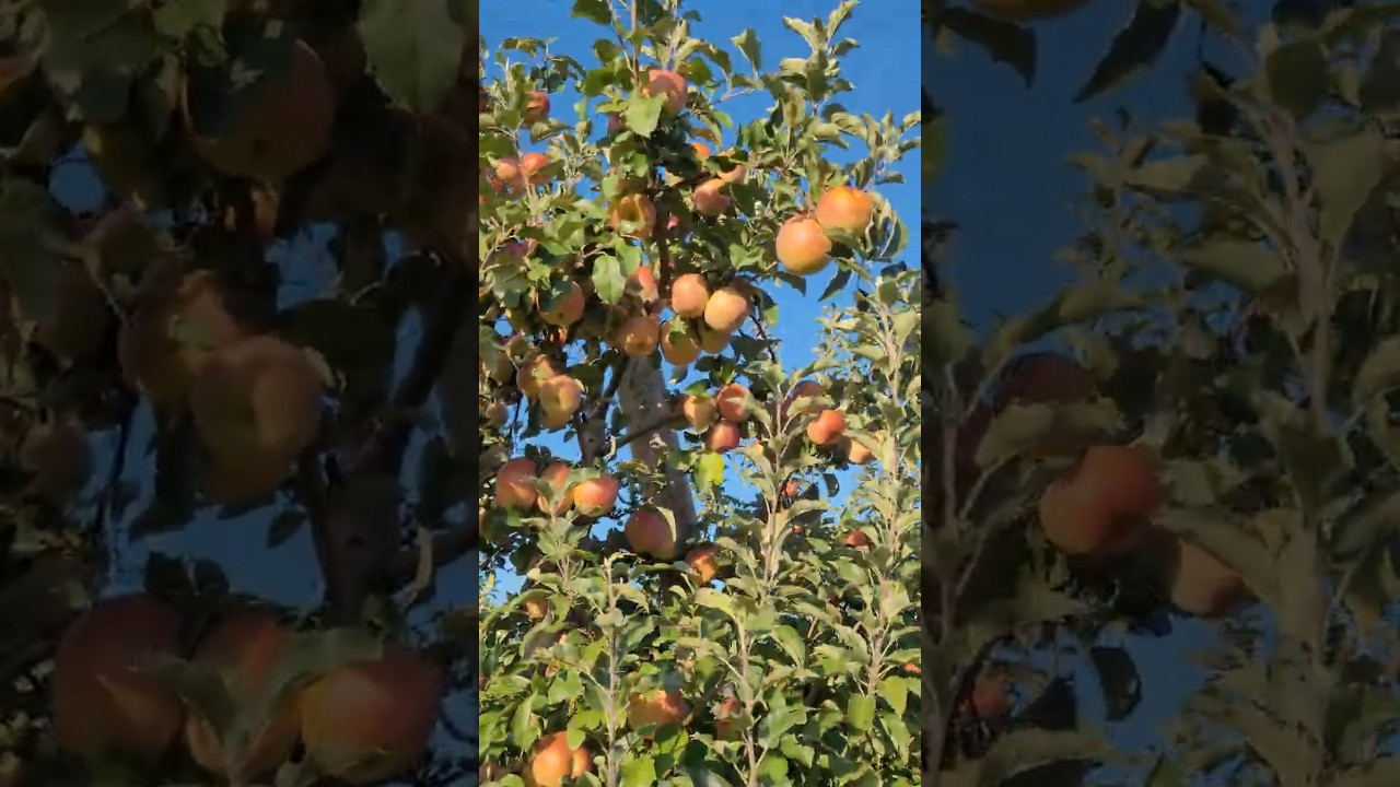 Apple Garden Vibes | Rivercrest Orchard, Fayetteville, AR | Indian