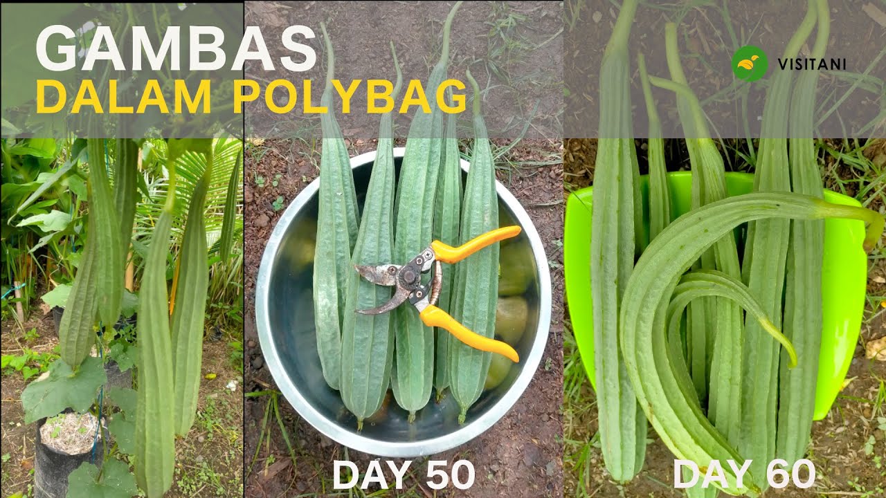 Cara Menanam Gambas di Polybag Agar Rajin Berbuah 
