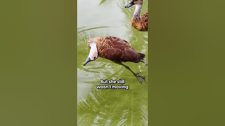 Ducks Ask Woman To Help Their Friend Who Isn't Moving | The Dodo