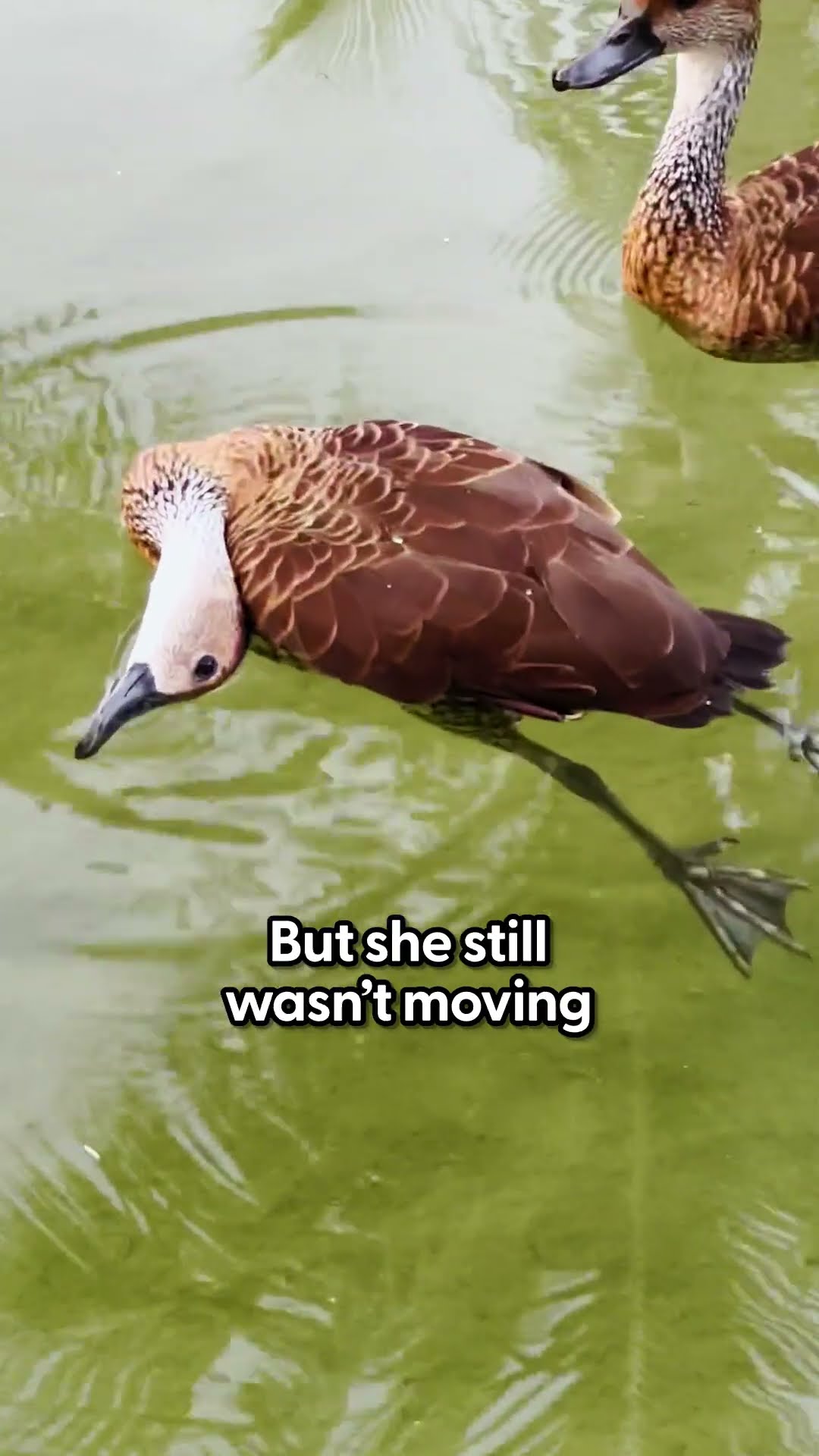 Ducks Ask Woman To Help Their Friend Who Isn't Moving | The Dodo
