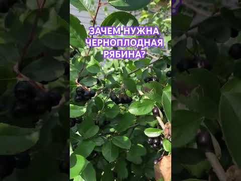 Черноплодная рябина удалась