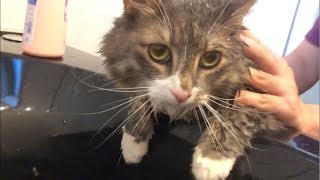 散歩でついた汚れをお風呂でおとす猫 ノルウェージャンフォレストキャット Cat taking a shower.Norwegian Forest Cat.