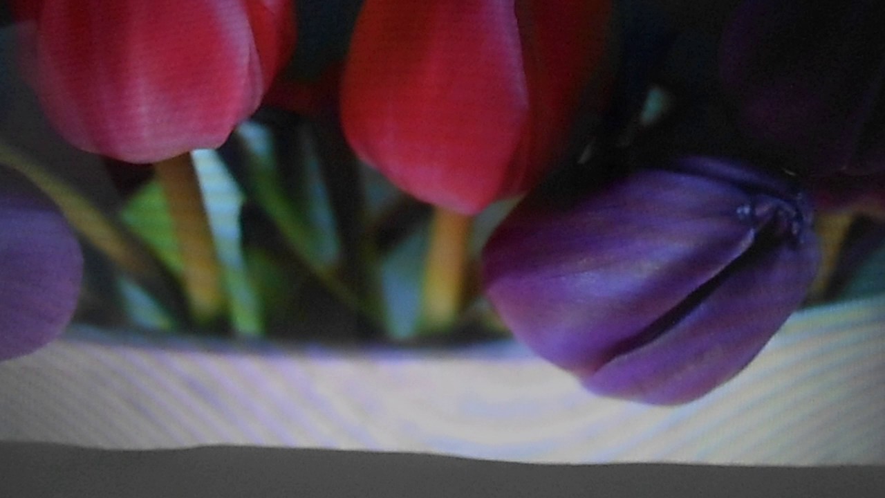 история проиисхождения тюльпана легенды о тюльпане тюльпан