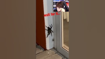 Thumbnail of BIG SPIDER VS SMALL SPIDER.. #Shorts
