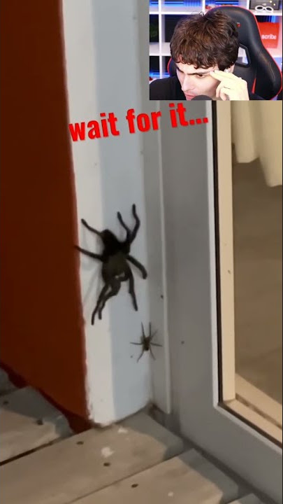 BIG SPIDER VS SMALL SPIDER.. #Shorts