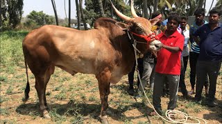 Kodalli narasimha 144,10 lakhs bull now thirumalesh bukkasagaram
#kodallinarasimha, #horihabbajallikattu