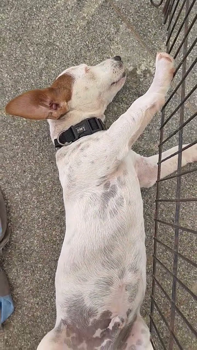#கைப்புள்ள#cute#comedy #love #funny #pets #viralshort #dog #pets #petlover #🐶🐾🐶💗