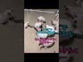 悶絶級に可愛い猫ちゃん集めました！🥰
