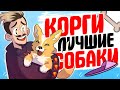 КОРГИ - ЛУЧШИЕ СОБАКИ