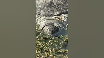 Chinese Softshell Turtle 🐢 #youtube #youtubeshorts #youtuber #shorts #shortvideo #short #wildlife